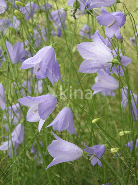 Harebell