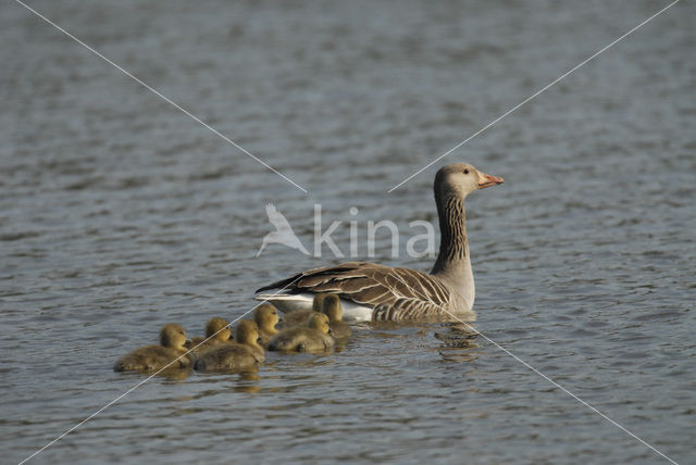 Grauwe Gans (Anser anser)