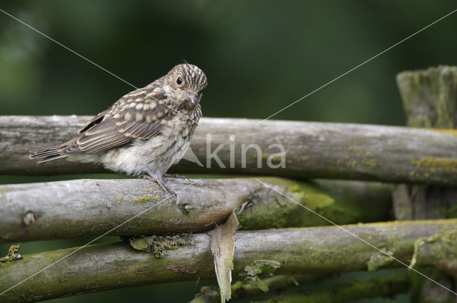 Grauwe Vliegenvanger (Muscicapa striata)