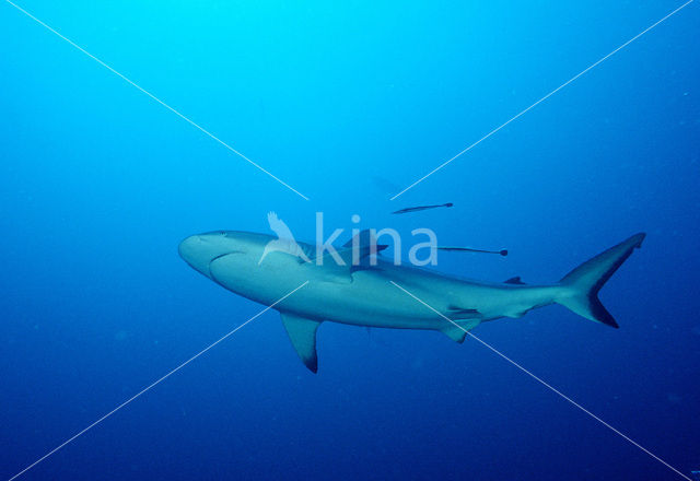 Grijze Rifhaai (Carcharhinus amblyrhynchos)