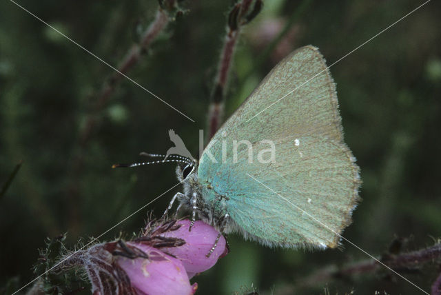 Groentje (Callophrys rubi)