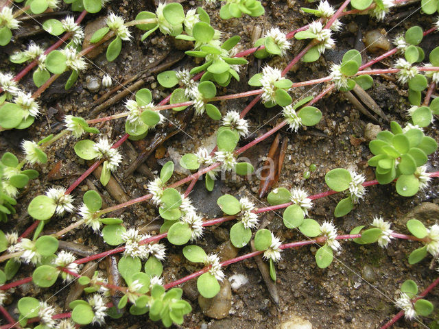 Coral Necklace (Illecebrum verticillatum)