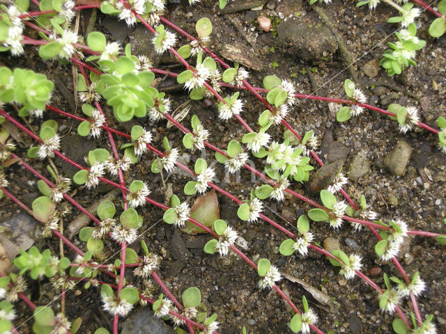 Coral Necklace (Illecebrum verticillatum)