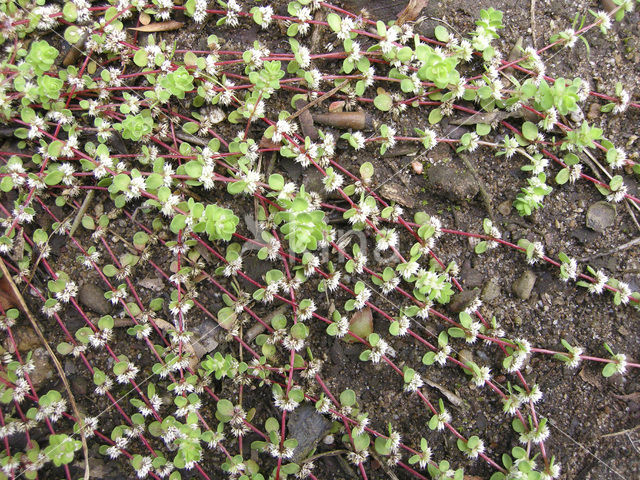 Coral Necklace (Illecebrum verticillatum)