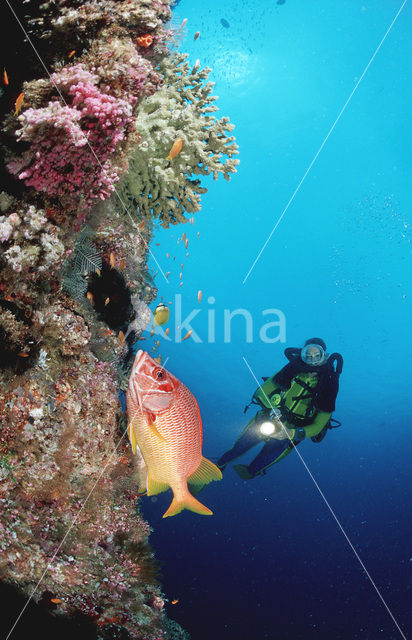 Giant squirrelfish (Sargocentron spiniferum)