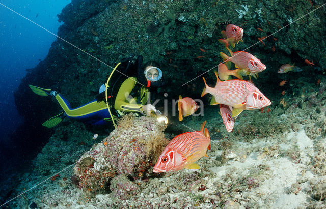 Giant squirrelfish (Sargocentron spiniferum)