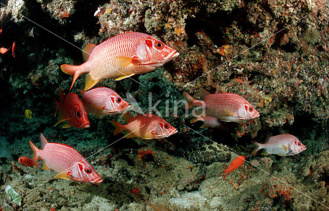 Giant squirrelfish (Sargocentron spiniferum)