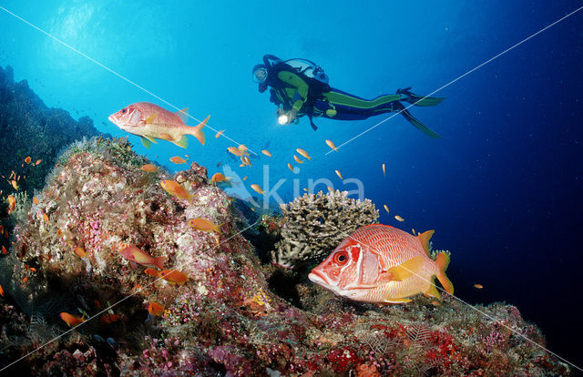 Giant squirrelfish (Sargocentron spiniferum)