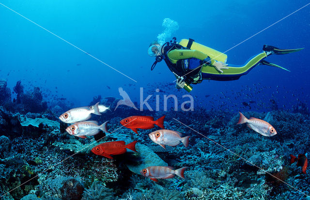 Cressent-tail bigeye (Priacanthus hamrur)