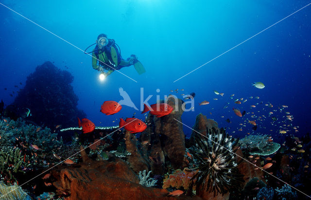 Cressent-tail bigeye (Priacanthus hamrur)