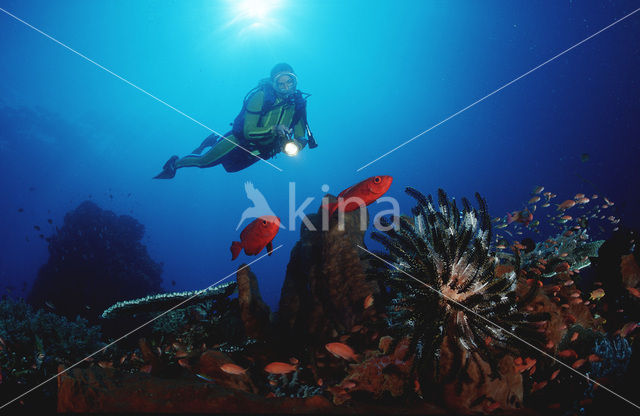 Cressent-tail bigeye (Priacanthus hamrur)