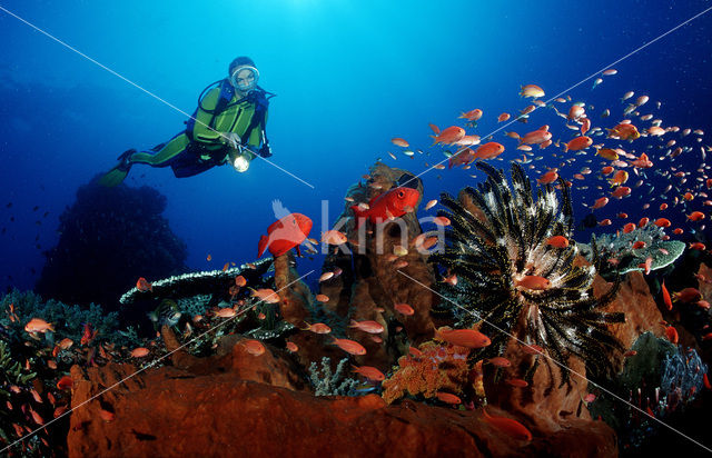 Cressent-tail bigeye (Priacanthus hamrur)