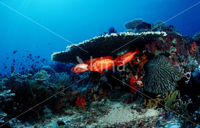 Cressent-tail bigeye (Priacanthus hamrur)