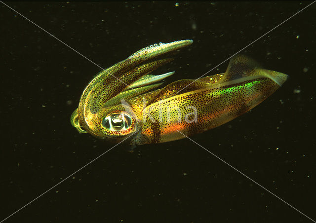 Oval Squid (Sepioteuthis lessoniana)