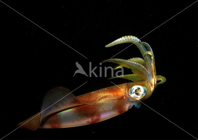 Oval Squid (Sepioteuthis lessoniana)