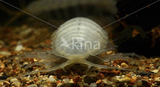 Dalmatian giant pill-bug (Sphaeromides virei)