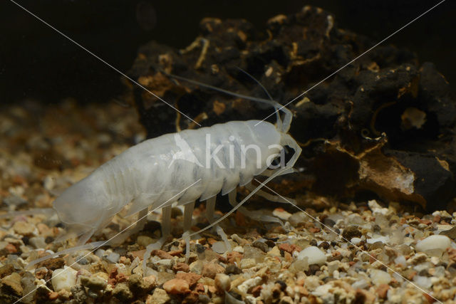 Dalmatian giant pill-bug (Sphaeromides virei)