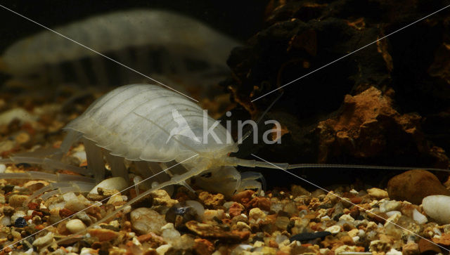 Dalmatian giant pill-bug (Sphaeromides virei)