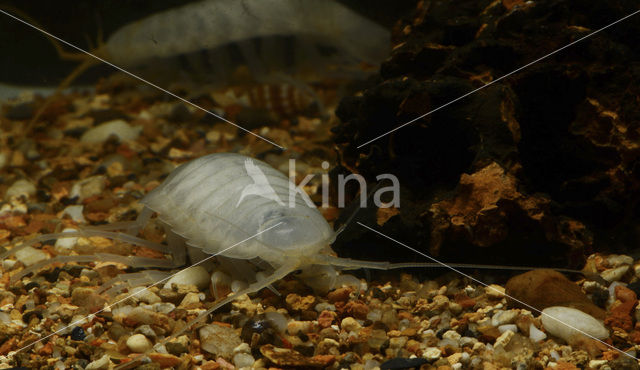 Dalmatian giant pill-bug (Sphaeromides virei)