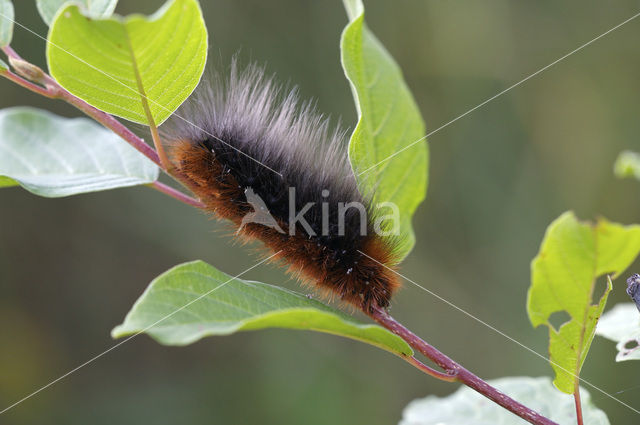 Garden Tiger (Arctia caja)