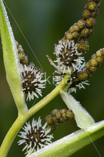 Grote egelskop (Sparganium erectum)