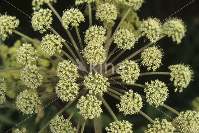 Garden Angelica (Angelica archangelica)