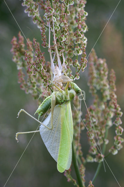 Grote groene sabelsprinkhaan (Tettigonia viridissima)