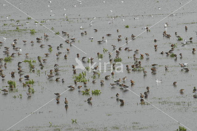 Black-tailed Godwit (Limosa limosa)