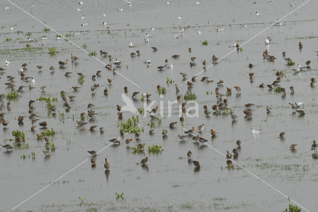 Black-tailed Godwit (Limosa limosa)