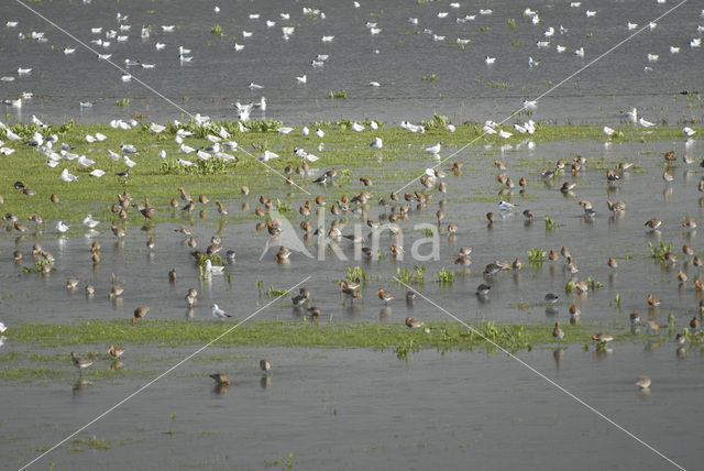 Black-tailed Godwit (Limosa limosa)