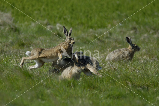 Brown Hare (Lepus europaeus)