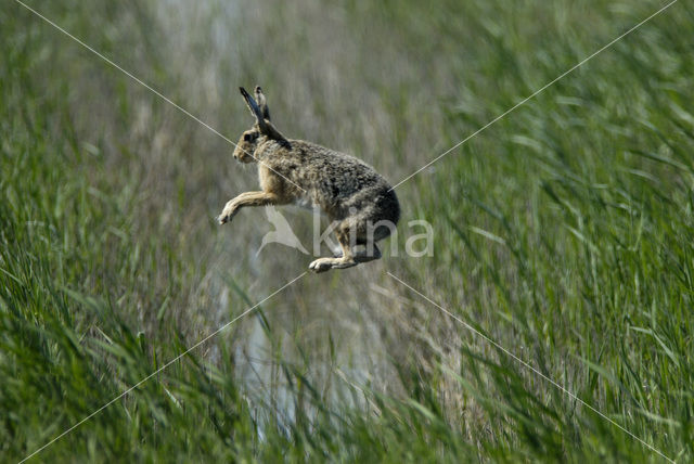 Haas (Lepus europaeus)