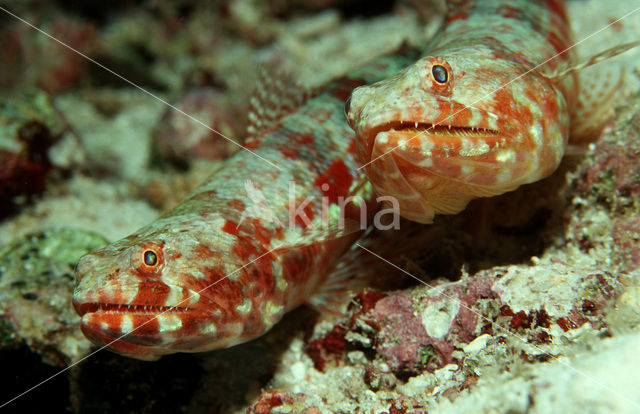Hagedisvis (Synodus variegatus)