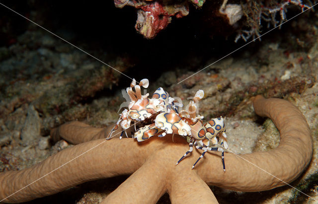 Harlequin shrimp (Hymenoceara elegans)