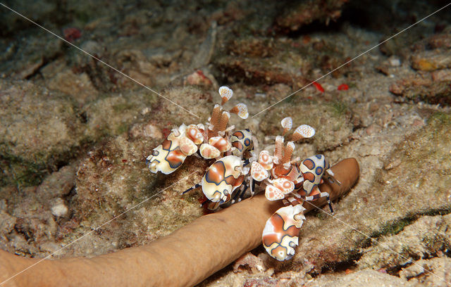 Harlekijn garnaal (Hymenoceara elegans)