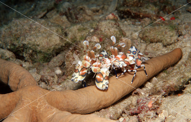 Harlequin shrimp (Hymenoceara elegans)