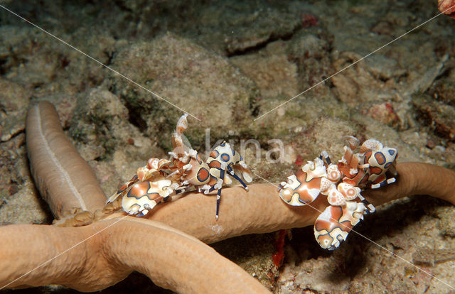 Harlequin shrimp (Hymenoceara elegans)