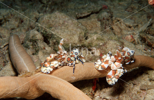 Harlekijn garnaal (Hymenoceara elegans)