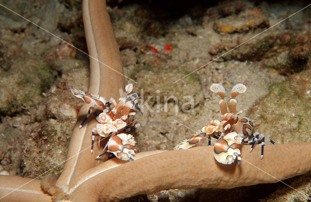 Harlekijn garnaal (Hymenoceara elegans)