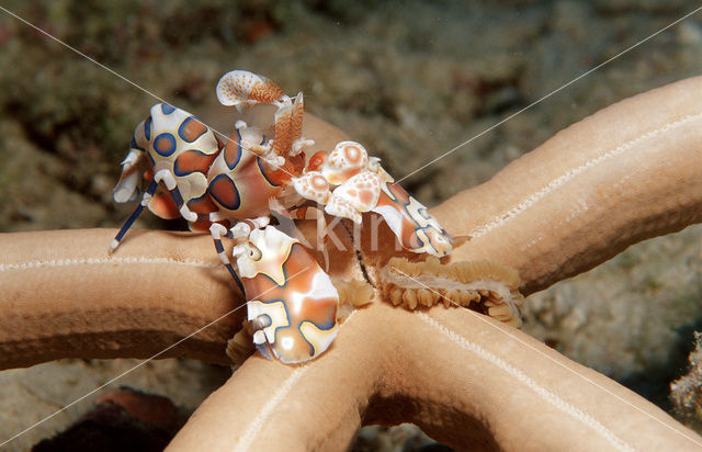 Harlequin shrimp (Hymenoceara elegans)