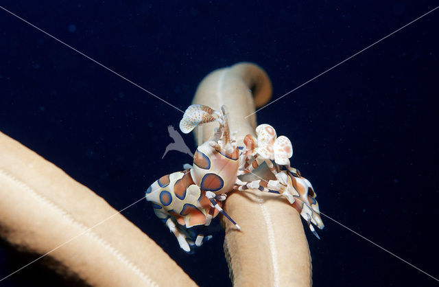 Harlekijn garnaal (Hymenoceara elegans)