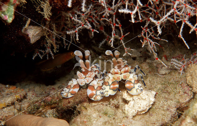 Harlequin shrimp (Hymenoceara elegans)