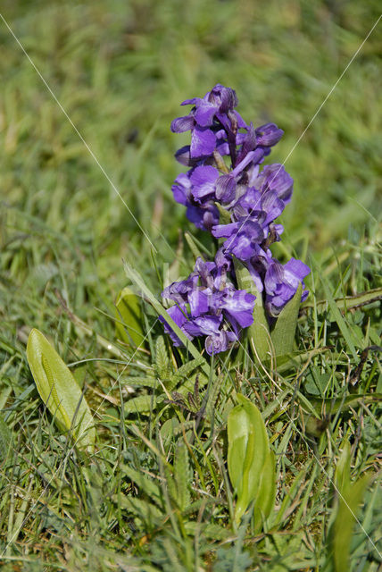 Green-winged Orchid (Anacamptis morio