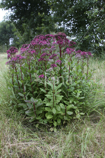 Orpine (Sedum telephium)