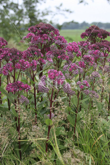 Orpine (Sedum telephium)