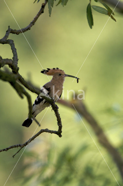 Hop (Upupa epops)