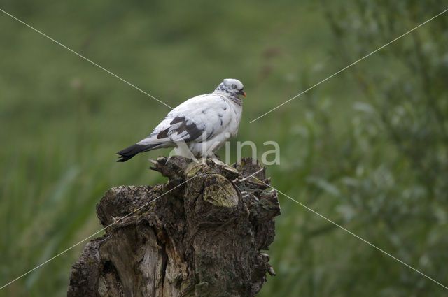 Wood Pigeon