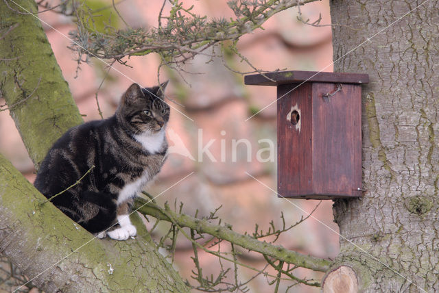 Huiskat (Felis domesticus