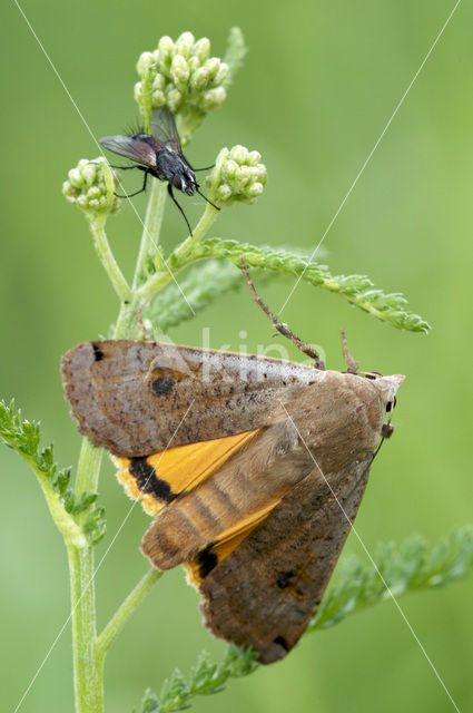 Large Yellow Underwing (Noctua pronuba)