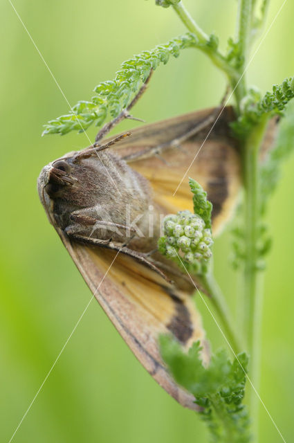 Large Yellow Underwing (Noctua pronuba)